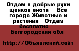 Отдам в добрые руки щенков енота. - Все города Животные и растения » Отдам бесплатно   . Белгородская обл.